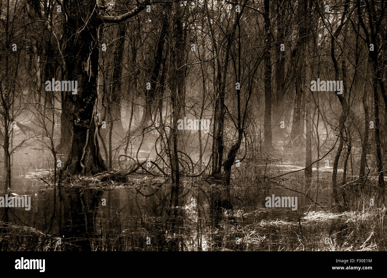 Dark Foggy Cypress Swamp Foto Stock