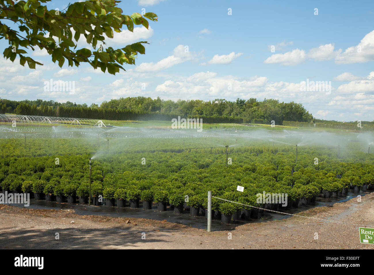 Impianto di arbusti nursury essendo irrigate dal sistema automatico Foto Stock