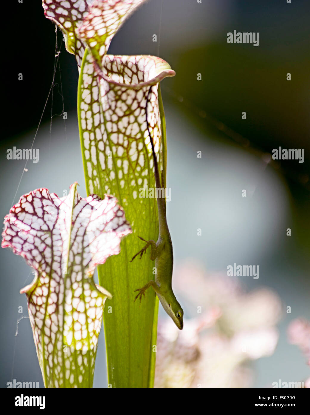 Anole lizard sulla pianta brocca di Columbia nella Carolina del Sud, Foto Stock