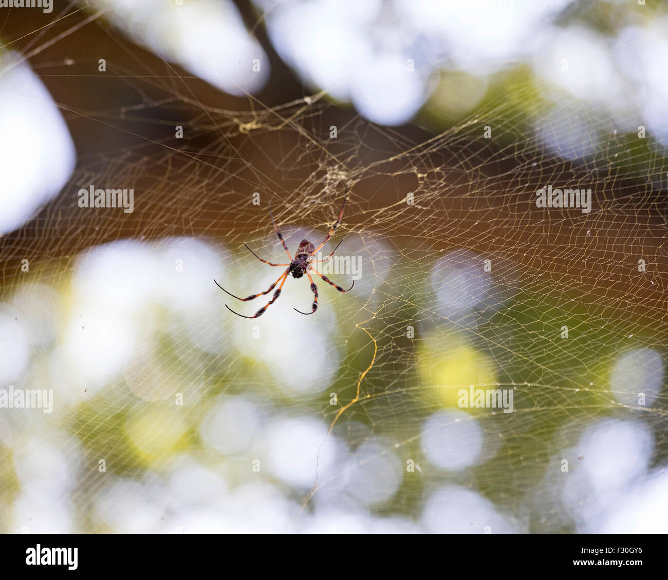 Golden Orb Spider Columbia nella Carolina del Sud, Foto Stock