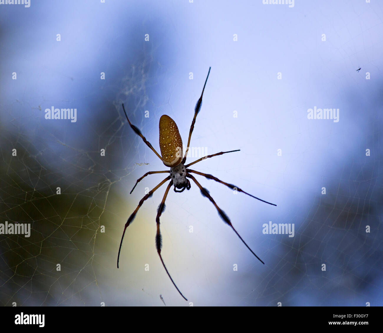 Golden Orb Spider Columbia nella Carolina del Sud, Foto Stock