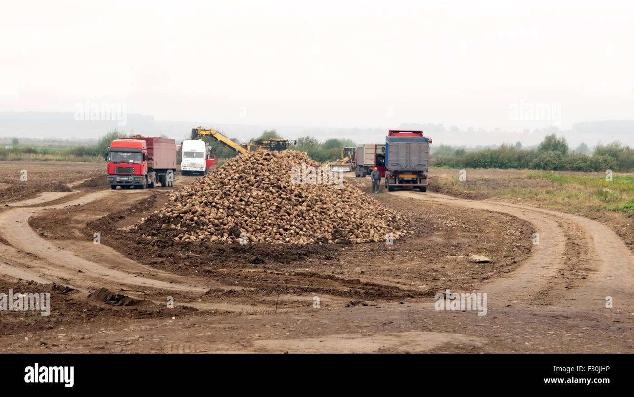 Veicolo agricolo la raccolta delle barbabietole da zucchero a giorni di autunno Foto Stock