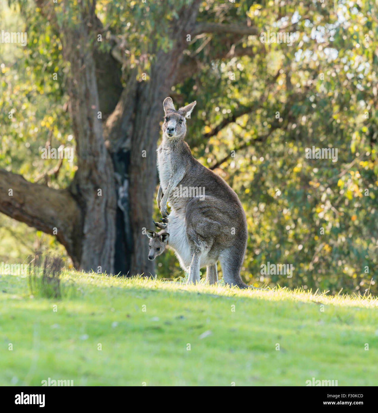 Kangaroo madre con bambino joey Foto Stock