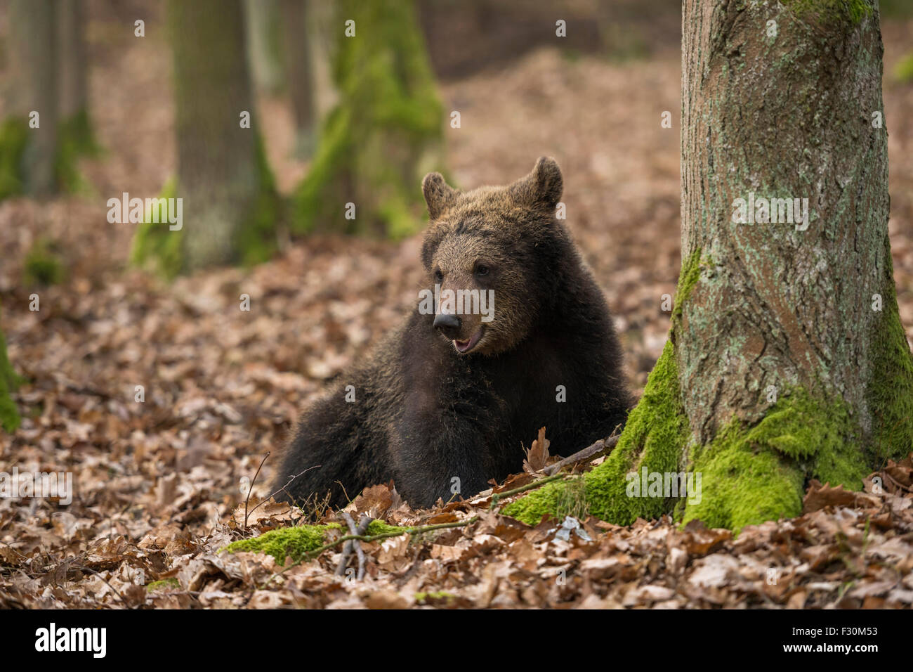 Europeo attento orso bruno / Europäischer Braunbaer ( Ursus arctos ) riposa accanto a un albero in un autunno di latifoglie foresta. Foto Stock