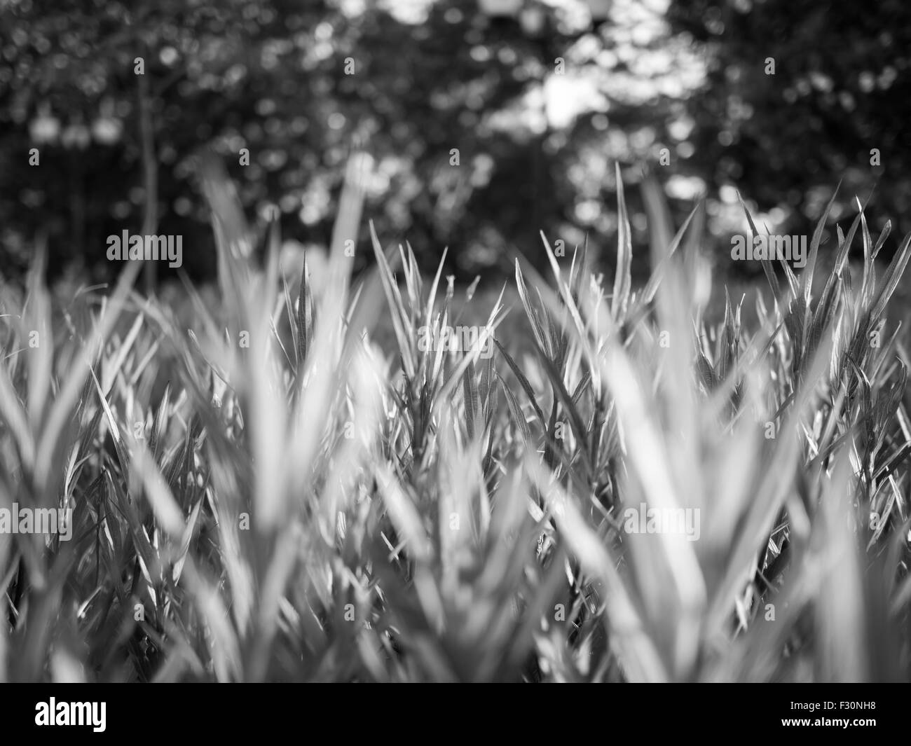 Fresco di erba verde nel parco in modalità bianco e nero con sfondo sfocato Foto Stock