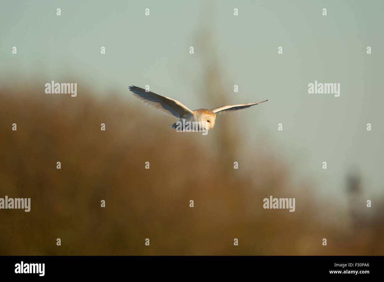 Un Barbagianni in volo nel sole di sera, segala Harbour Riserva Naturale, East Sussex, Regno Unito Foto Stock