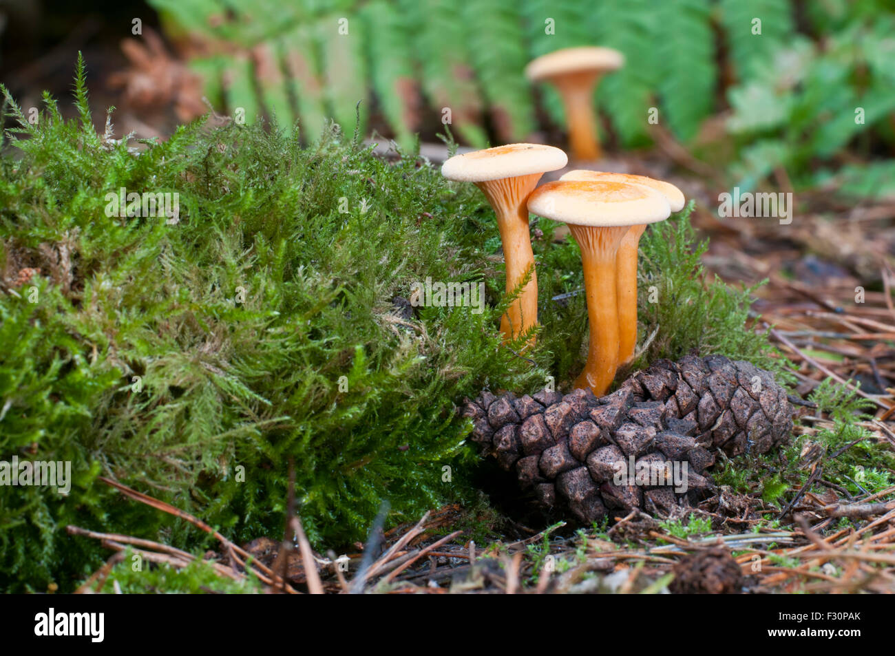 Falso Chanterelle funghi che crescono su pavimento di bosco, Brede alta boschi, East Sussex, Regno Unito Foto Stock