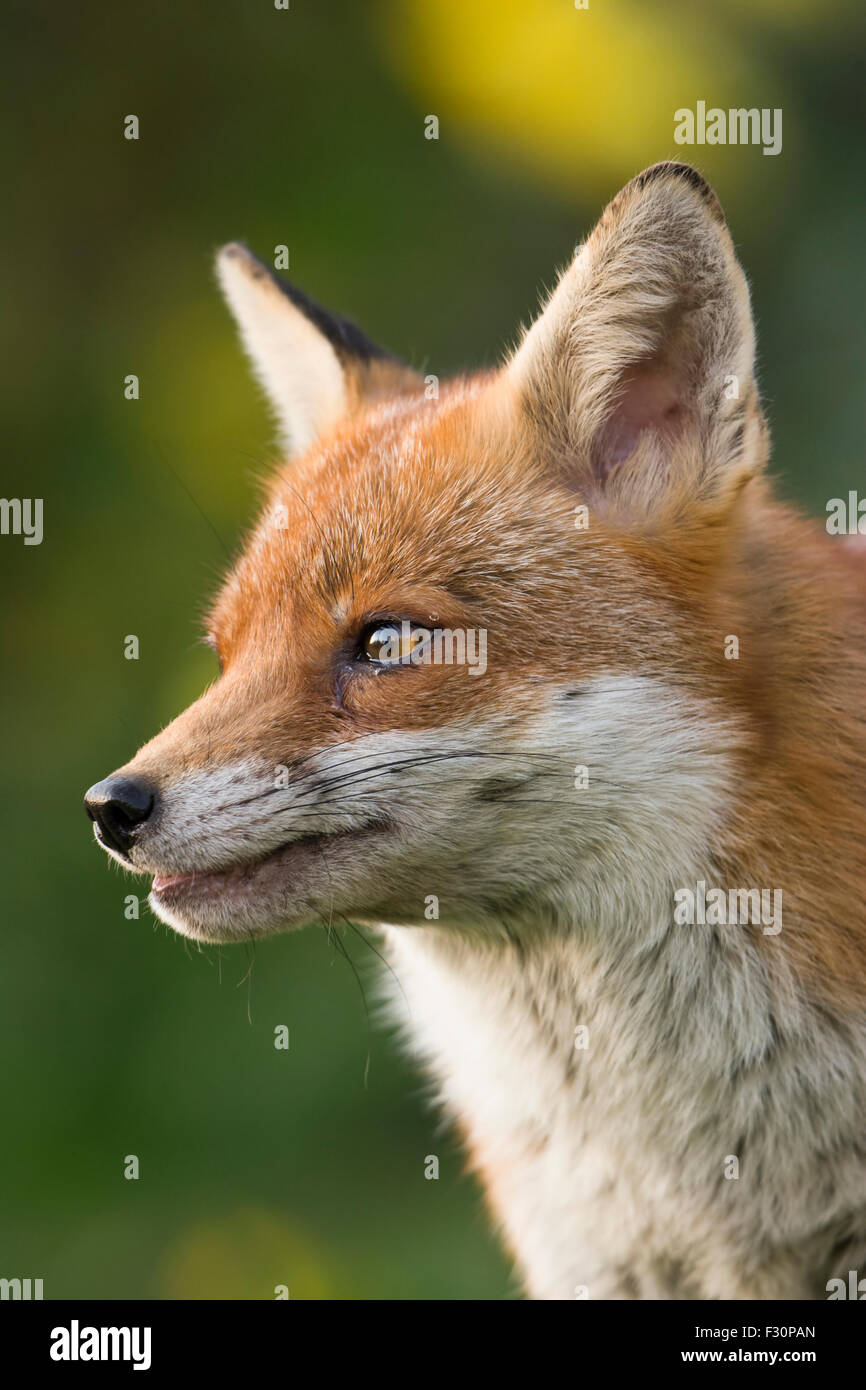 Chiudere ritratto di un adulto vixen Red Fox che mostra eccellente dettaglio, Hastings, East Sussex, Regno Unito Foto Stock
