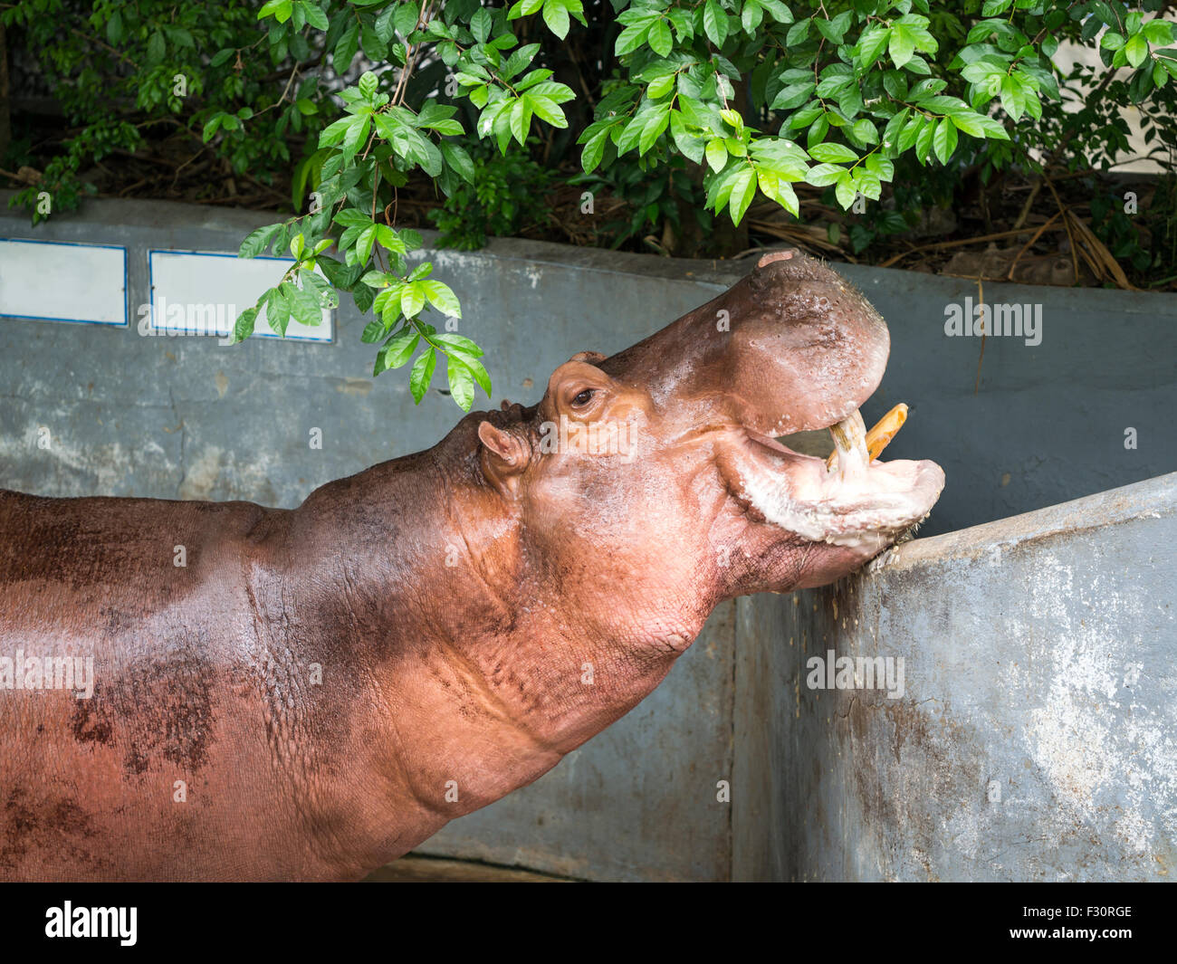 A bocca aperta ippopotamo, semi-acquatico animali "Hippopotamus" Foto Stock
