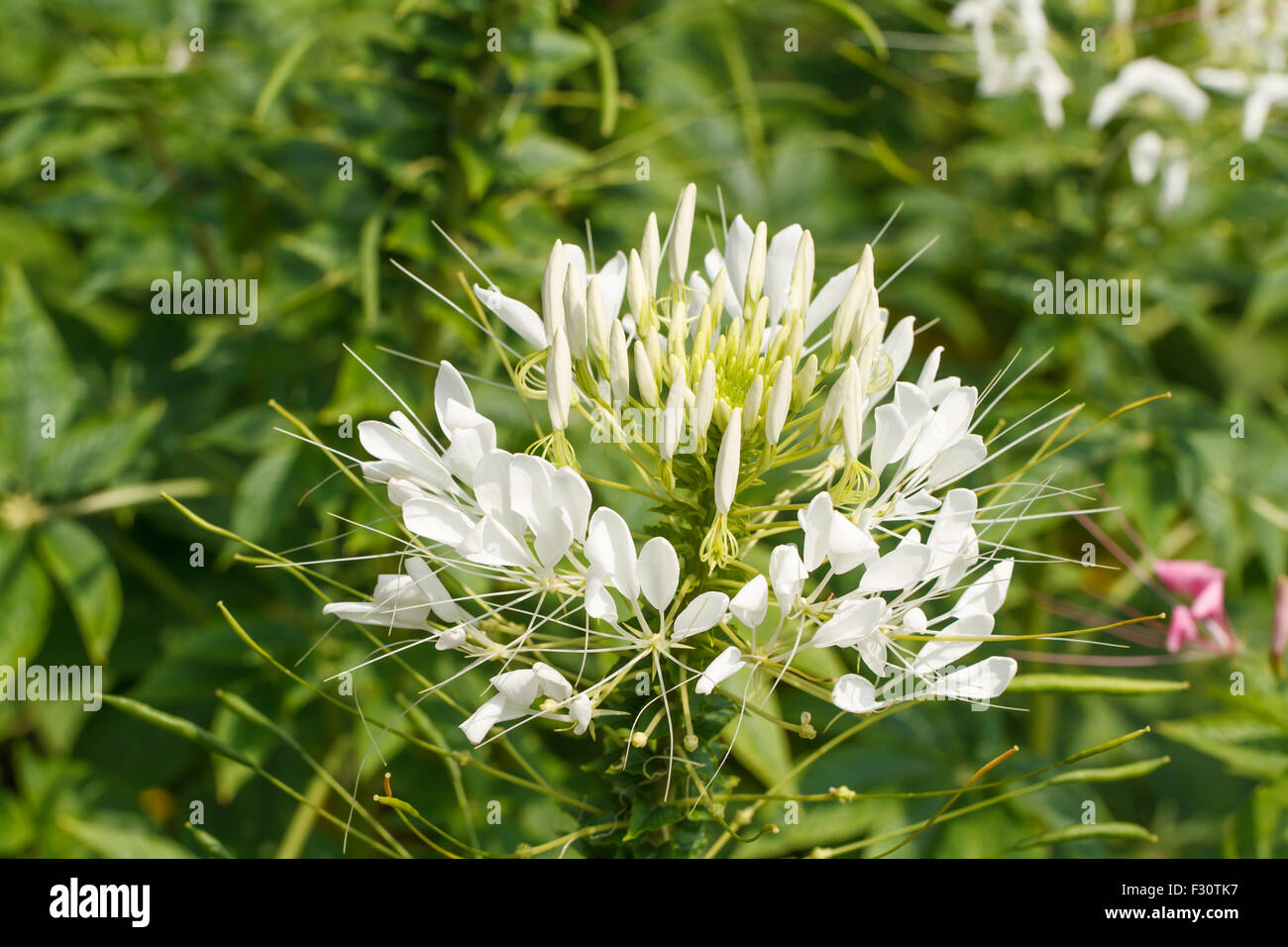 Fiore di ragno immagini e fotografie stock ad alta risoluzione - Alamy
