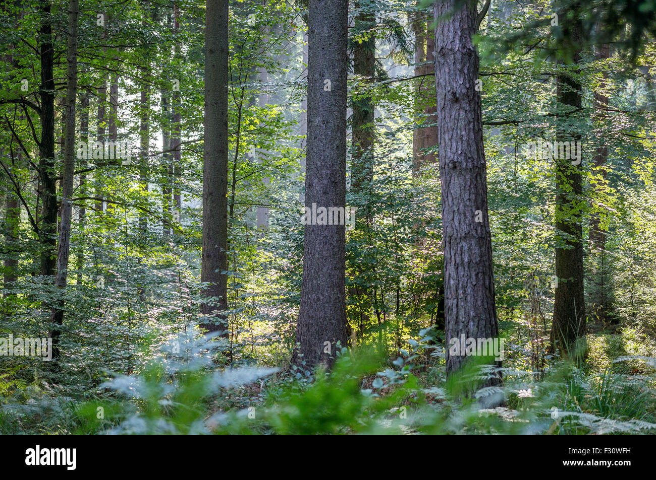 Wild Misto bosco di abete rosso nel primo mattino estate al sole della candela di Bassa Slesia Polonia Foto Stock