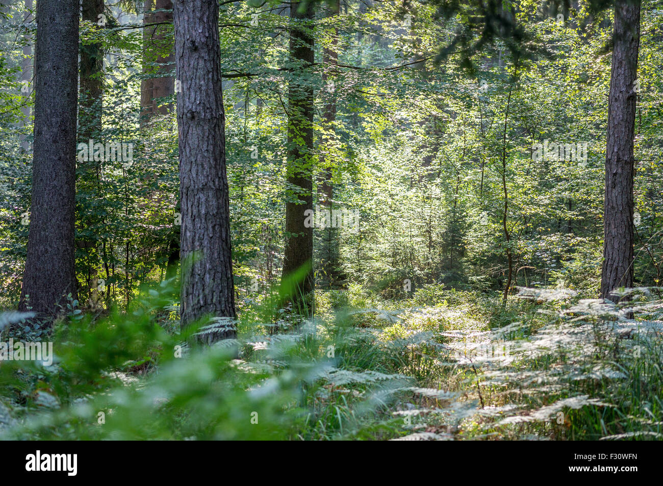 Wild Misto bosco di abete rosso nel primo mattino estate al sole della candela di Bassa Slesia Polonia Foto Stock