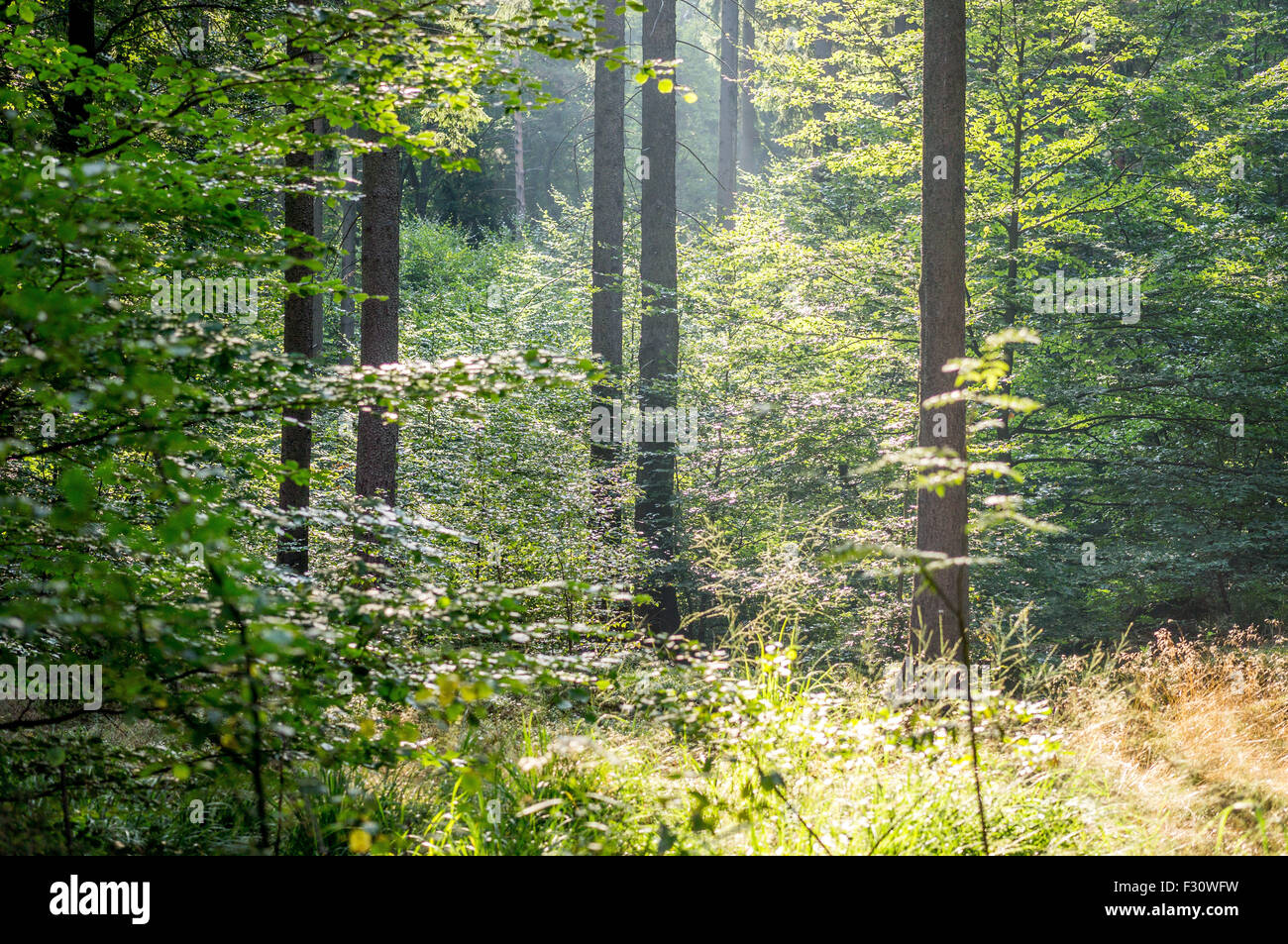 Wild Misto bosco di abete rosso nel primo mattino estate al sole della candela di Bassa Slesia Polonia Foto Stock