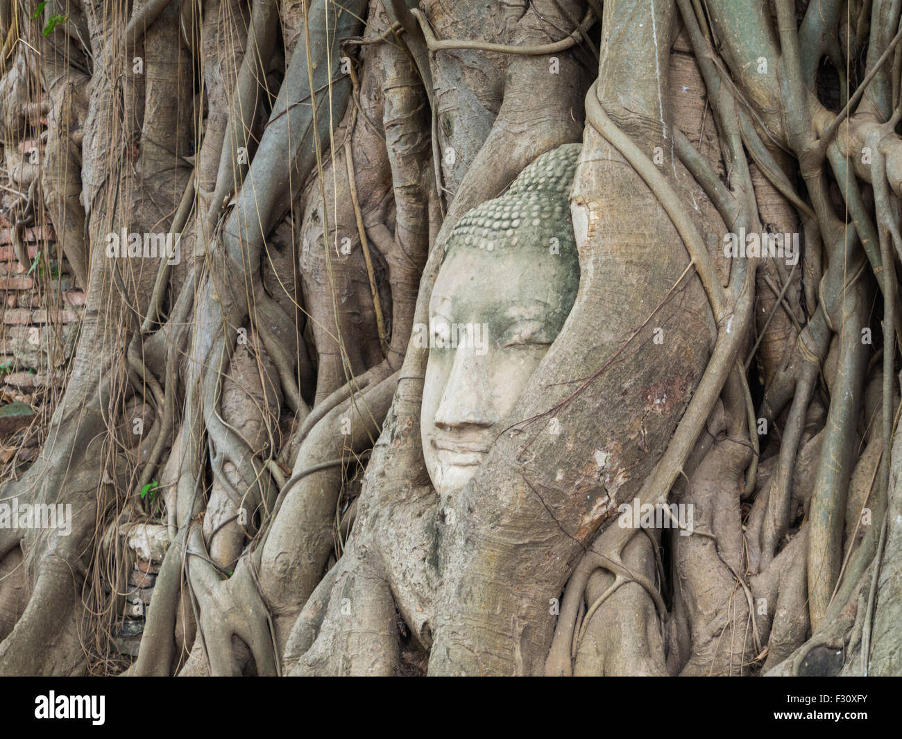 Antica statua del Buddha in radici di albero a Mahatat tempio, Ayuttaya, Thailandia Foto Stock