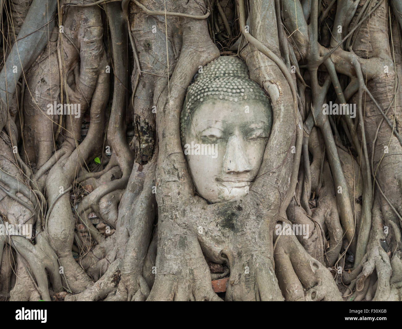 Antica statua del Buddha in radici di albero a Mahatat tempio, Ayuttaya, Thailandia Foto Stock