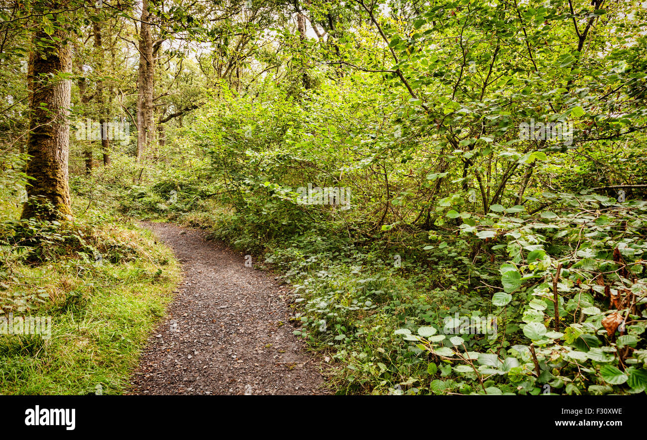 West Highland Way, che attraversa la foresta accanto al lato orientale di Loch Lomond, Stirlingshire, Scozia, Regno Unito. Doctots in tutto il mondo sono ora... Foto Stock