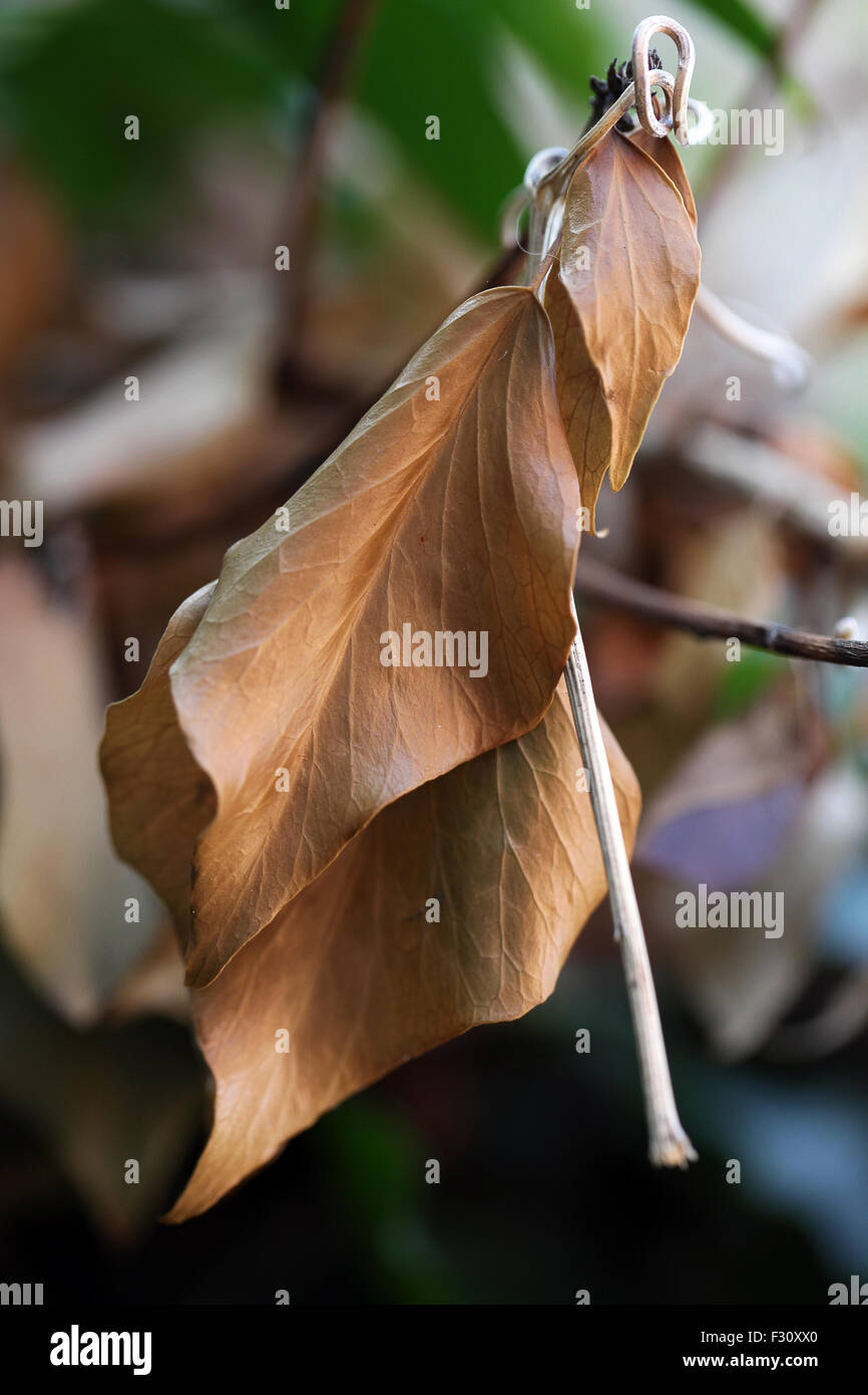 Close up foto di foglie di autunno. Foto Stock