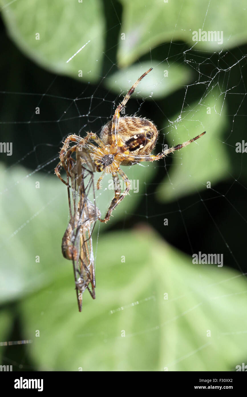 Close-up, foto macro di una crociera su un sito web con il suo catturato dragonfly. Foto Stock
