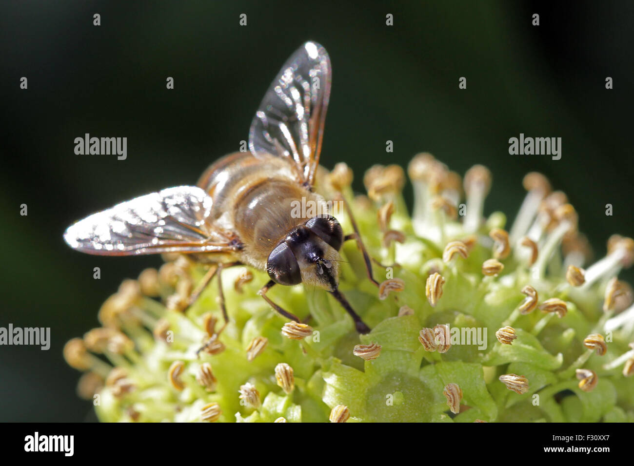 Close-up, foto macro di una mosca alimentazione su un fiore di edera. Foto Stock