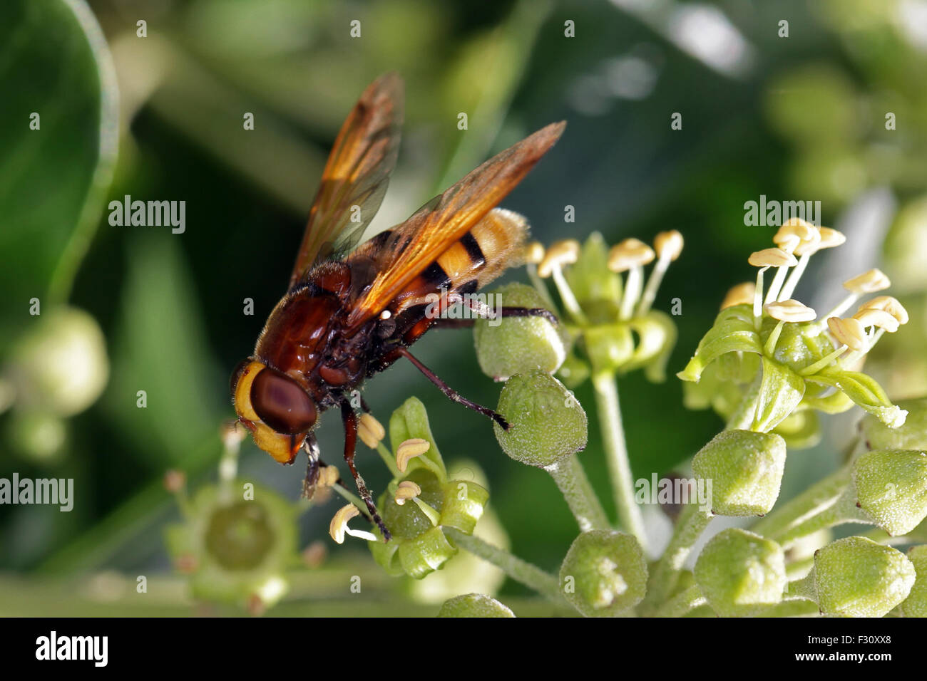 Close-up, foto macro di una vespa alimentazione su un fiore di edera. Foto Stock