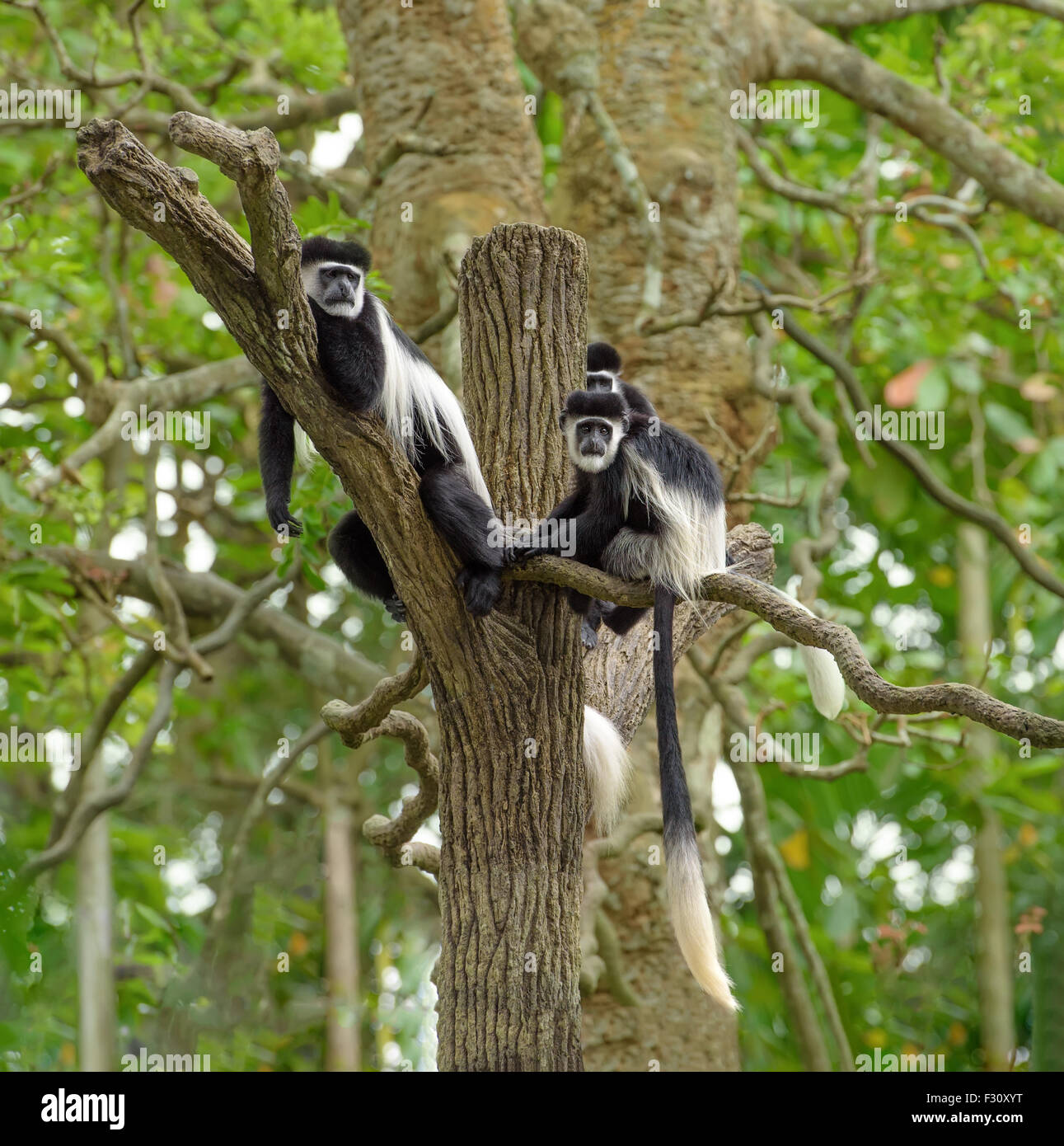 Gruppo di Black and White Colobus scimmie seduto su un albero nella foresta pluviale Foto Stock