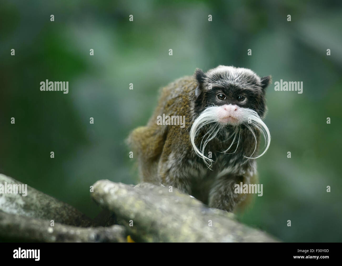 L'imperatore tamarin monkey divertente con i baffi Foto Stock