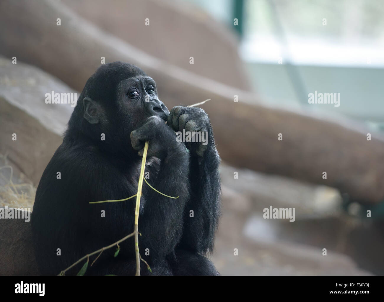 Baby gorilla seduto nel profondo di pensieri Foto Stock