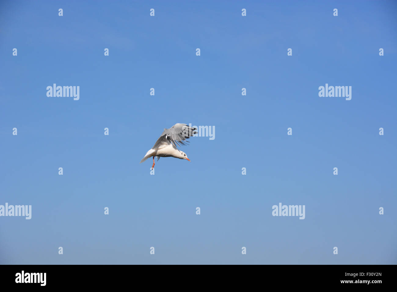 Seagull in un big blue sky Foto Stock