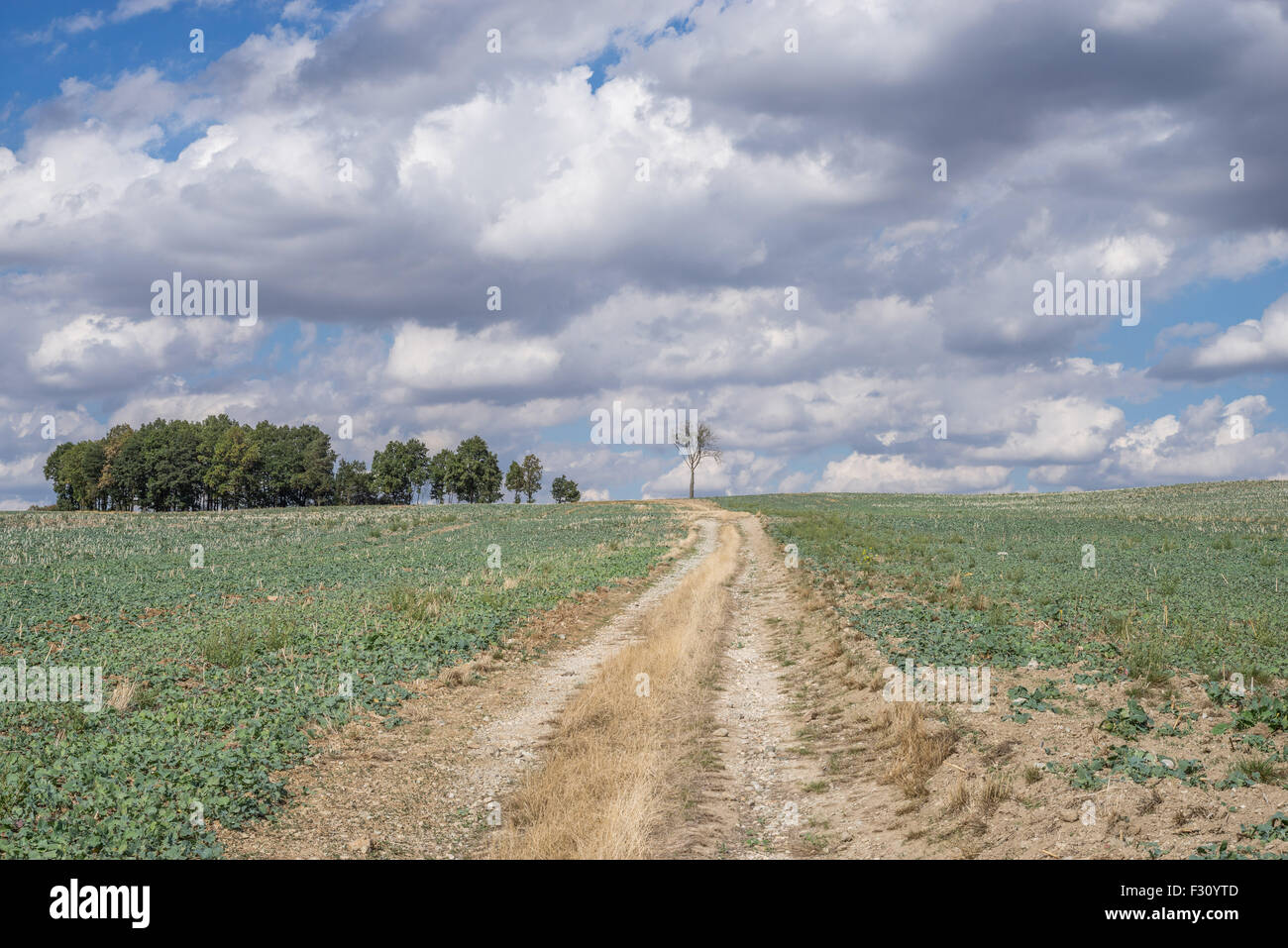 Strada sterrata nel campo con drammatica,nuvoloso cielo di autunno Bassa Slesia Polonia Foto Stock