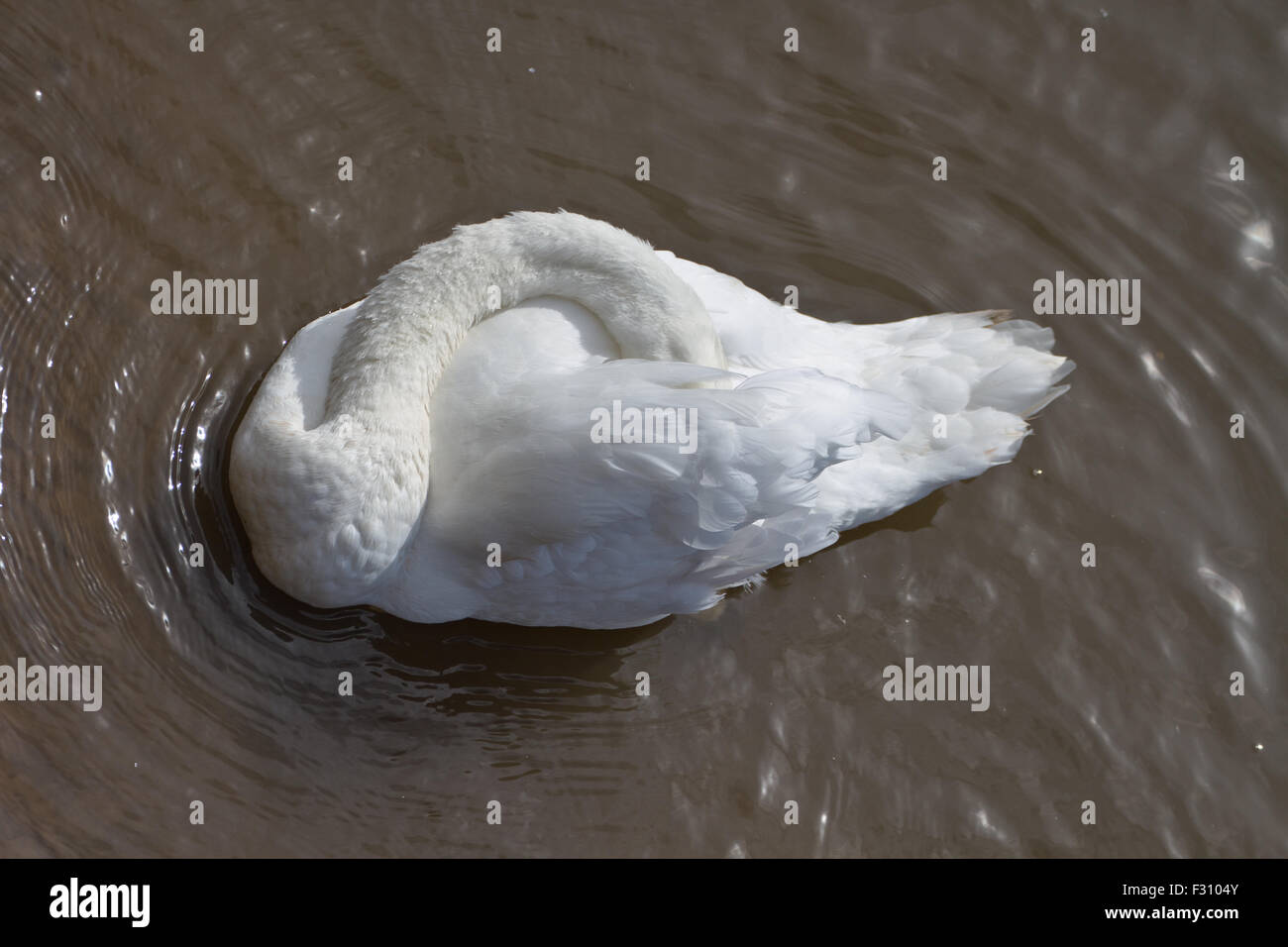 Cigno di giocare a nascondino mentre preening Foto Stock