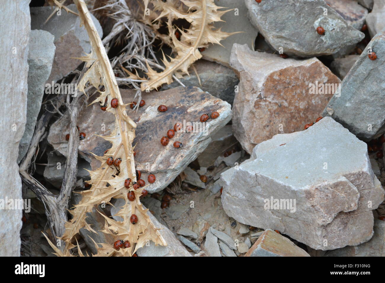 Coccinelle sulle rocce. Foto Stock
