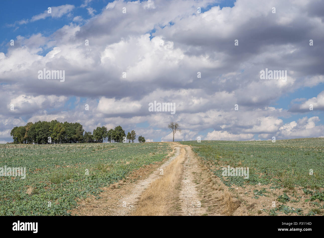 Strada sterrata nel campo con drammatica,nuvoloso cielo di autunno Bassa Slesia Polonia Foto Stock