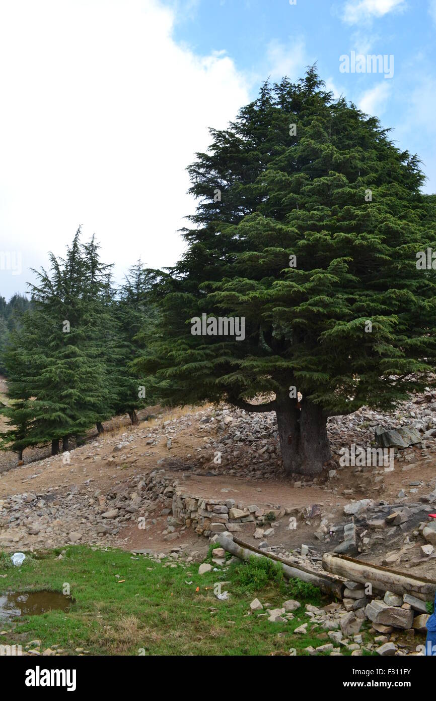 Albero di pino. Foto Stock
