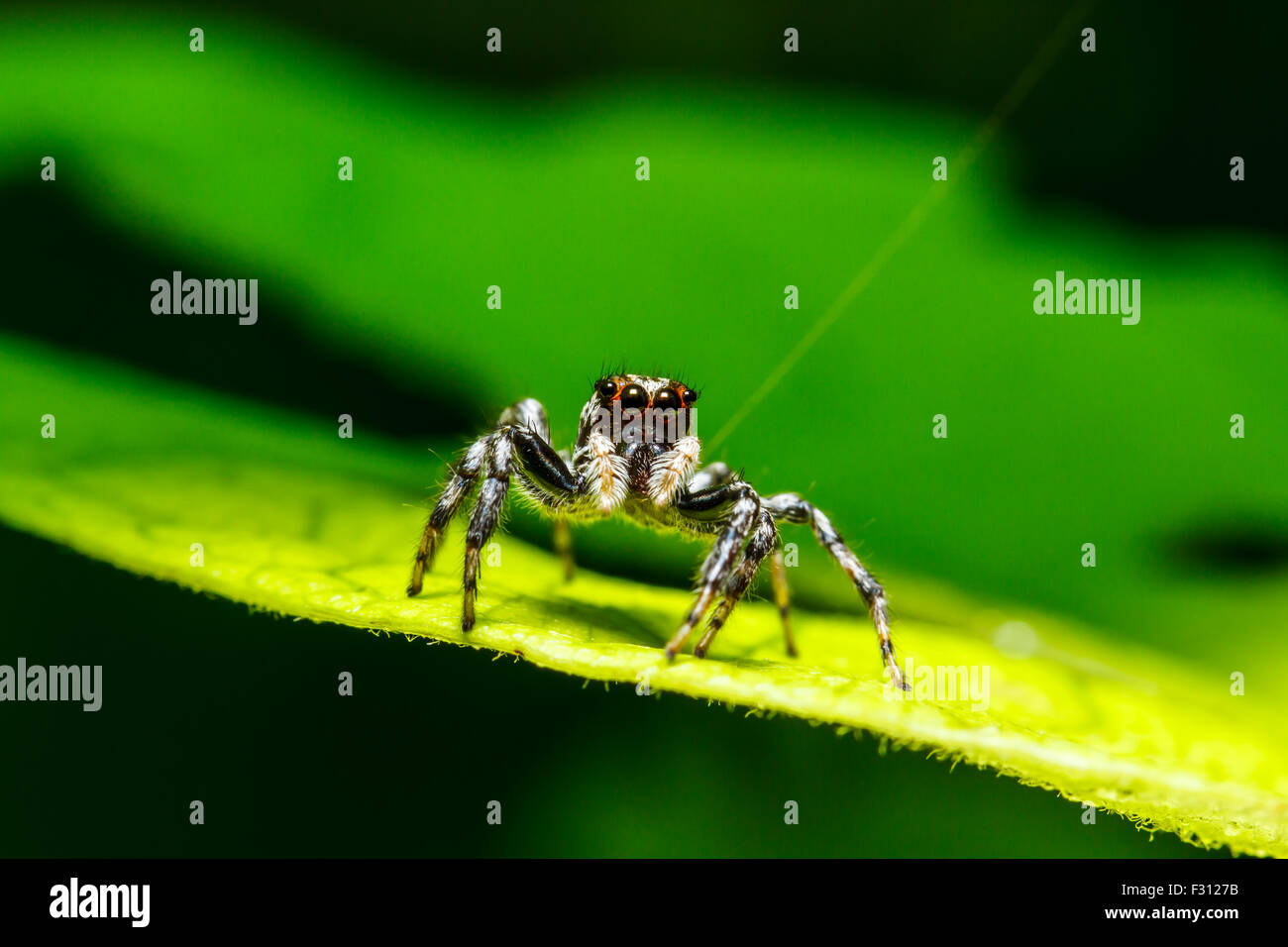 Crociera sulla foglia verde Foto Stock