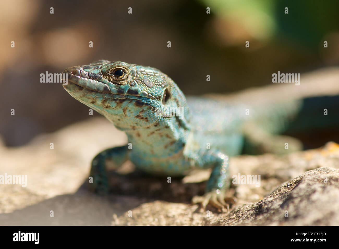 Ritratto di una lucertola da muro di Ibiza (Podarcis pityusensis formenterae), endemismo dell'isola di Formentera (Isole Pityusic, Isole Baleari, Spagna) Foto Stock