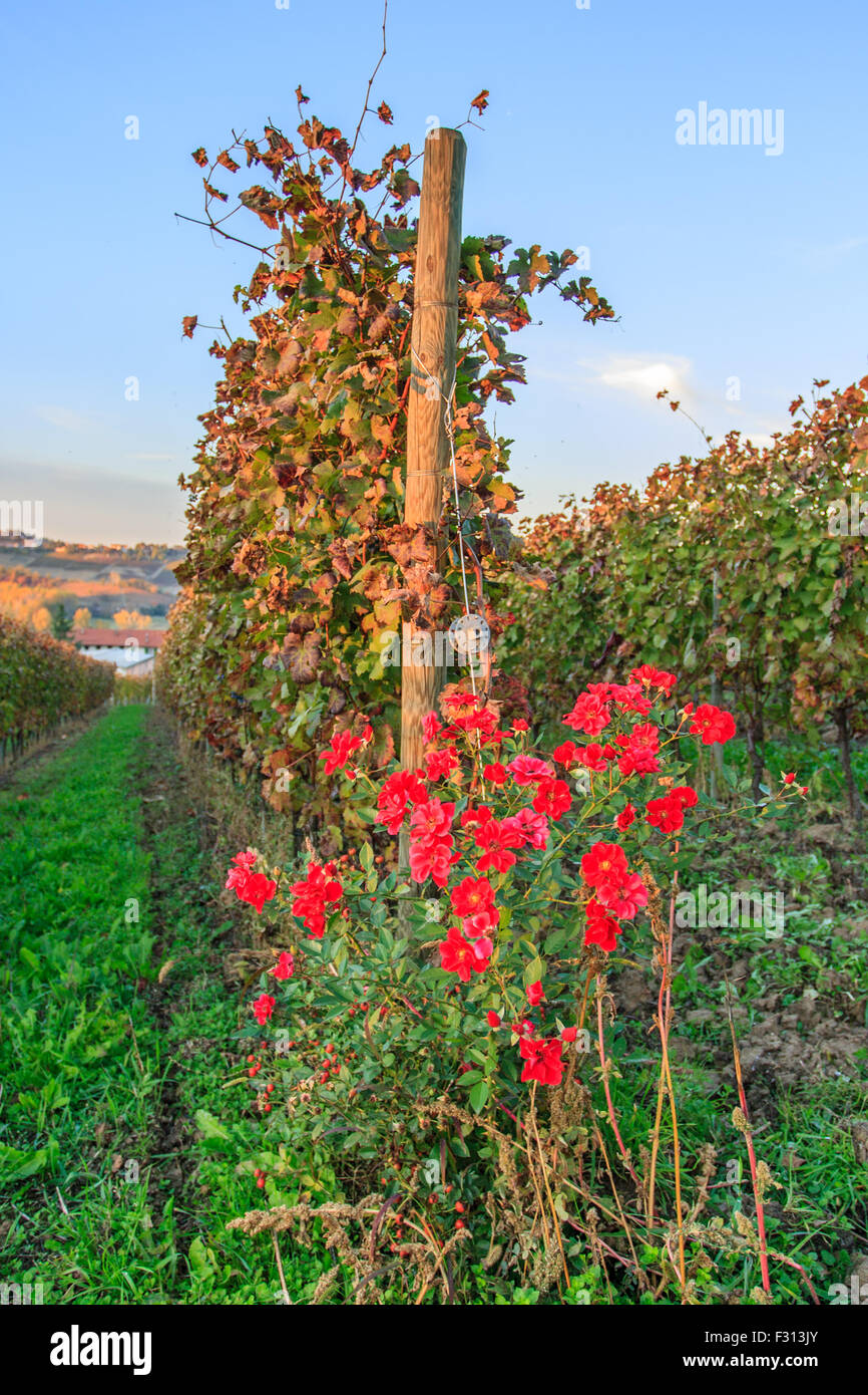 Paesaggio di vigneti in Piemonte Foto Stock Paesaggio di vigneti in Piemonte Foto Stock