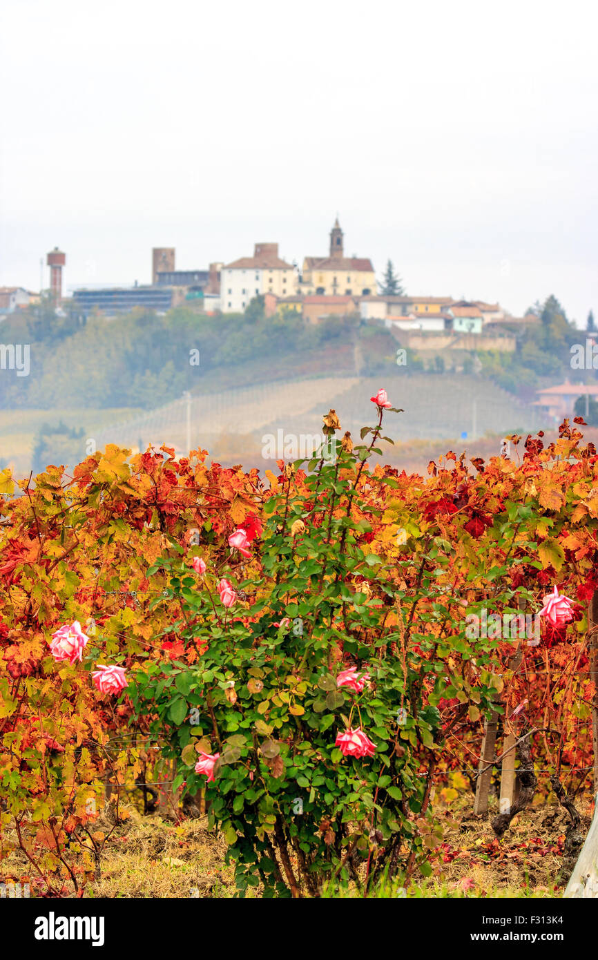Paesaggio di vigneti in Piemonte Foto Stock Paesaggio di vigneti in Piemonte Foto Stock