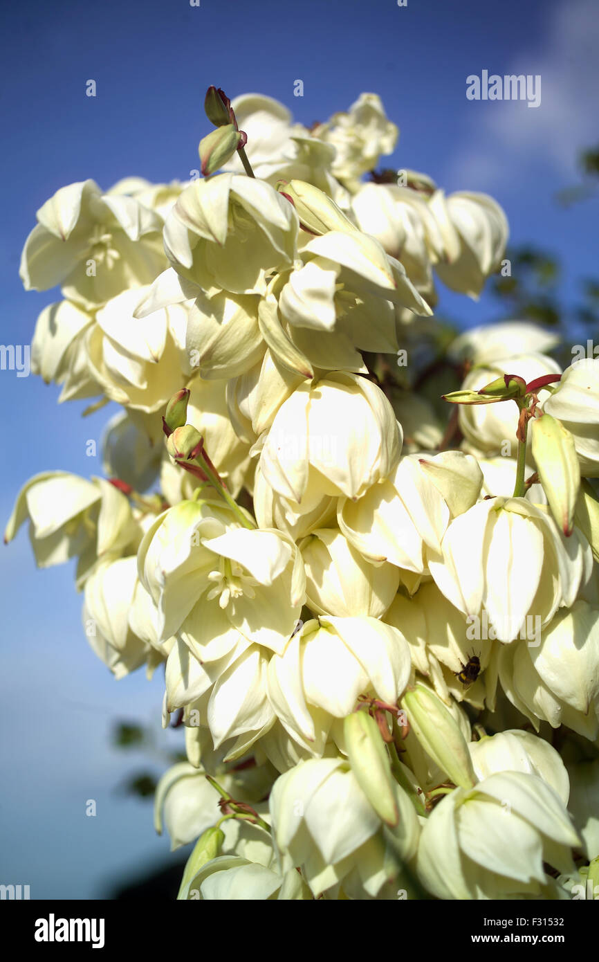 Yucca in fiore Foto Stock