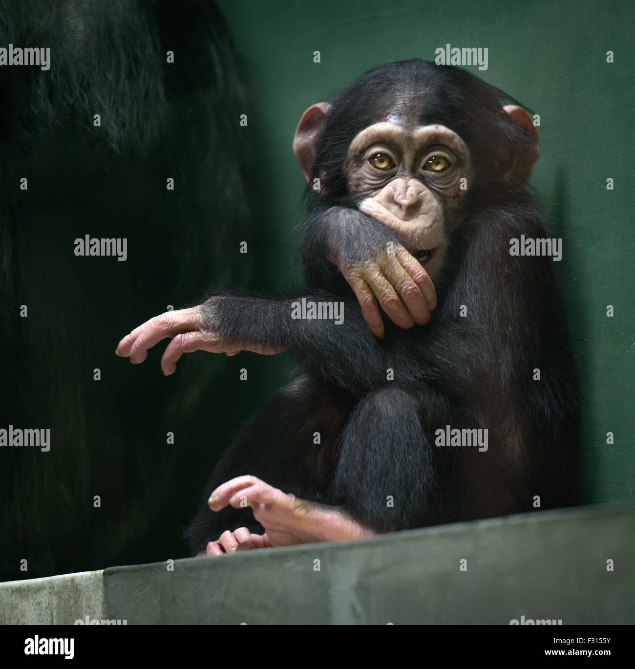 Baby scimpanzé seduta con espressione seria cercando nella fotocamera Foto Stock