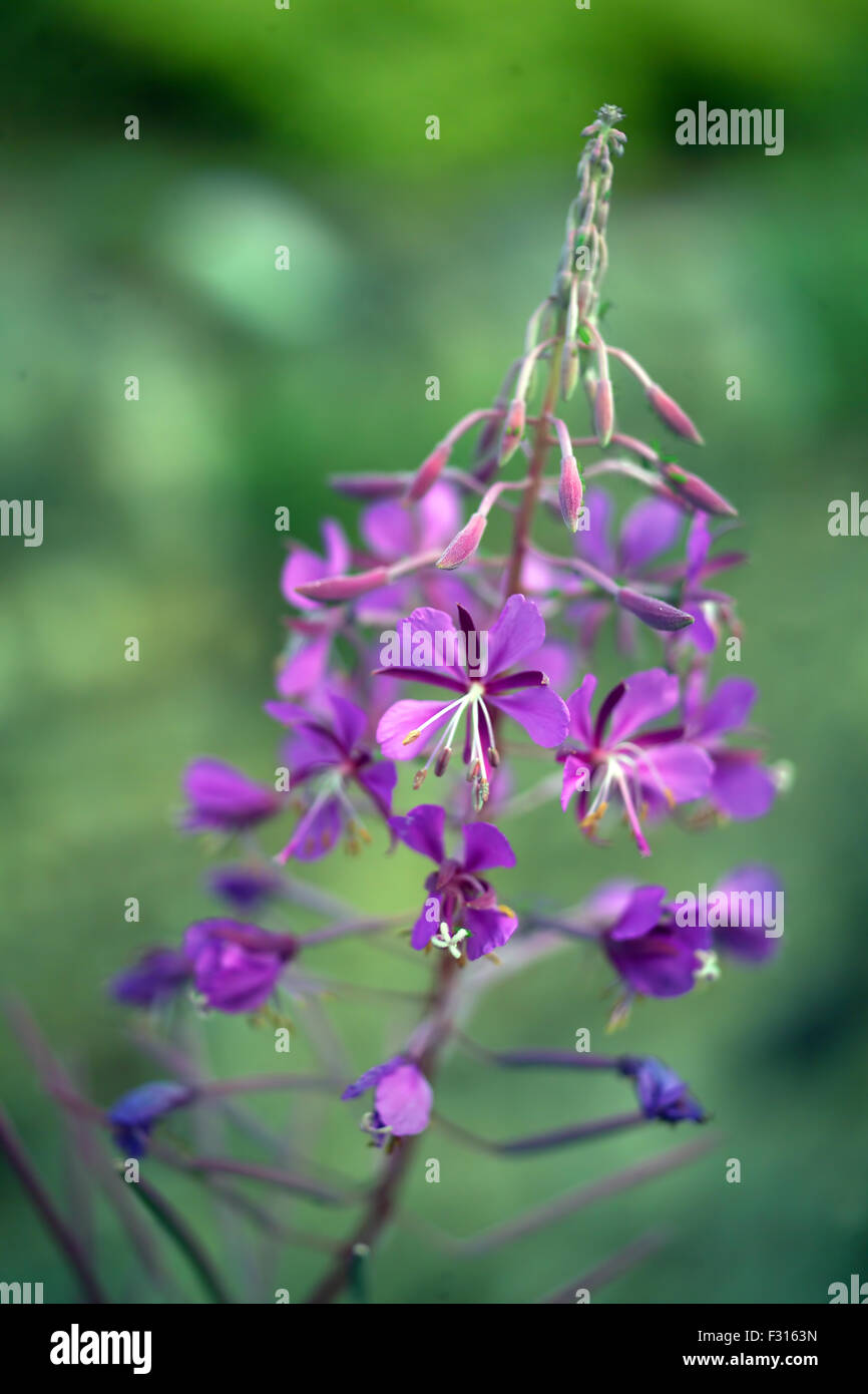 Rose Bay willow-erba / Epilobium angustifolium Foto Stock