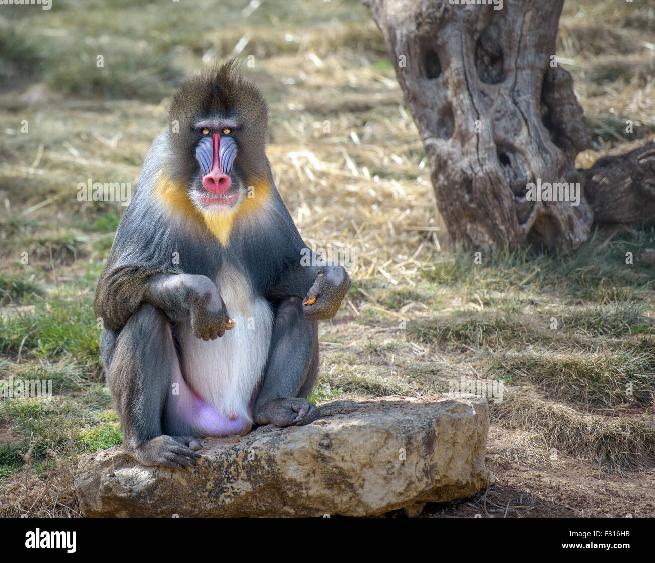 Colorate mandrill maschio monkey seduto su una roccia guardando dritto nella telecamera Foto Stock