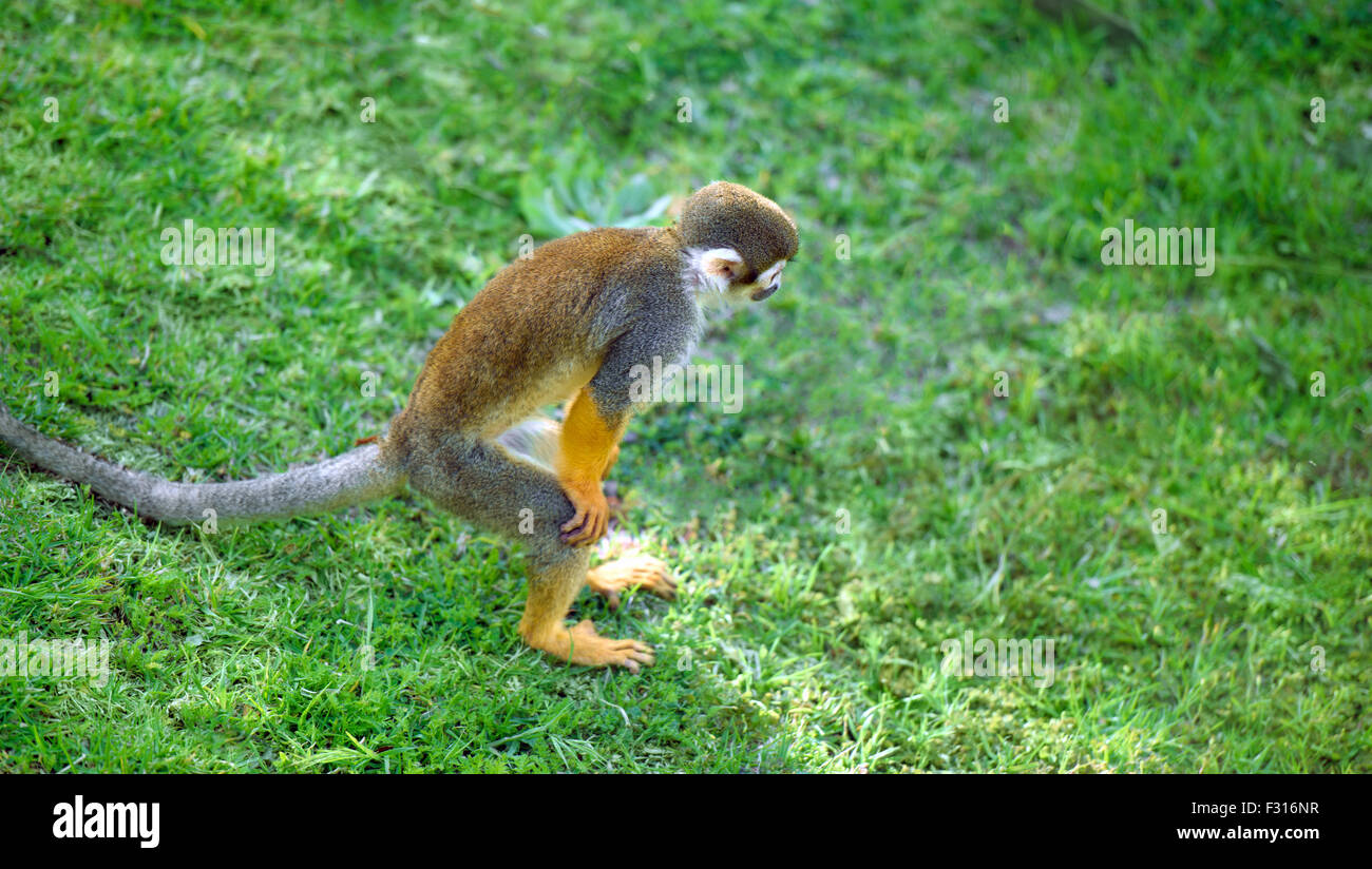 Scimmia di scoiattolo in piedi in un divertente pongono cercando qualcosa Foto Stock