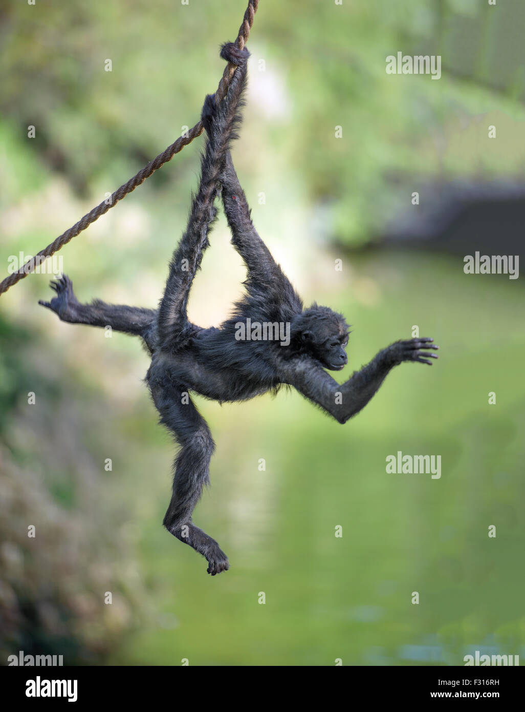 Nero-consegnato spider monkey appeso a una fune Foto Stock