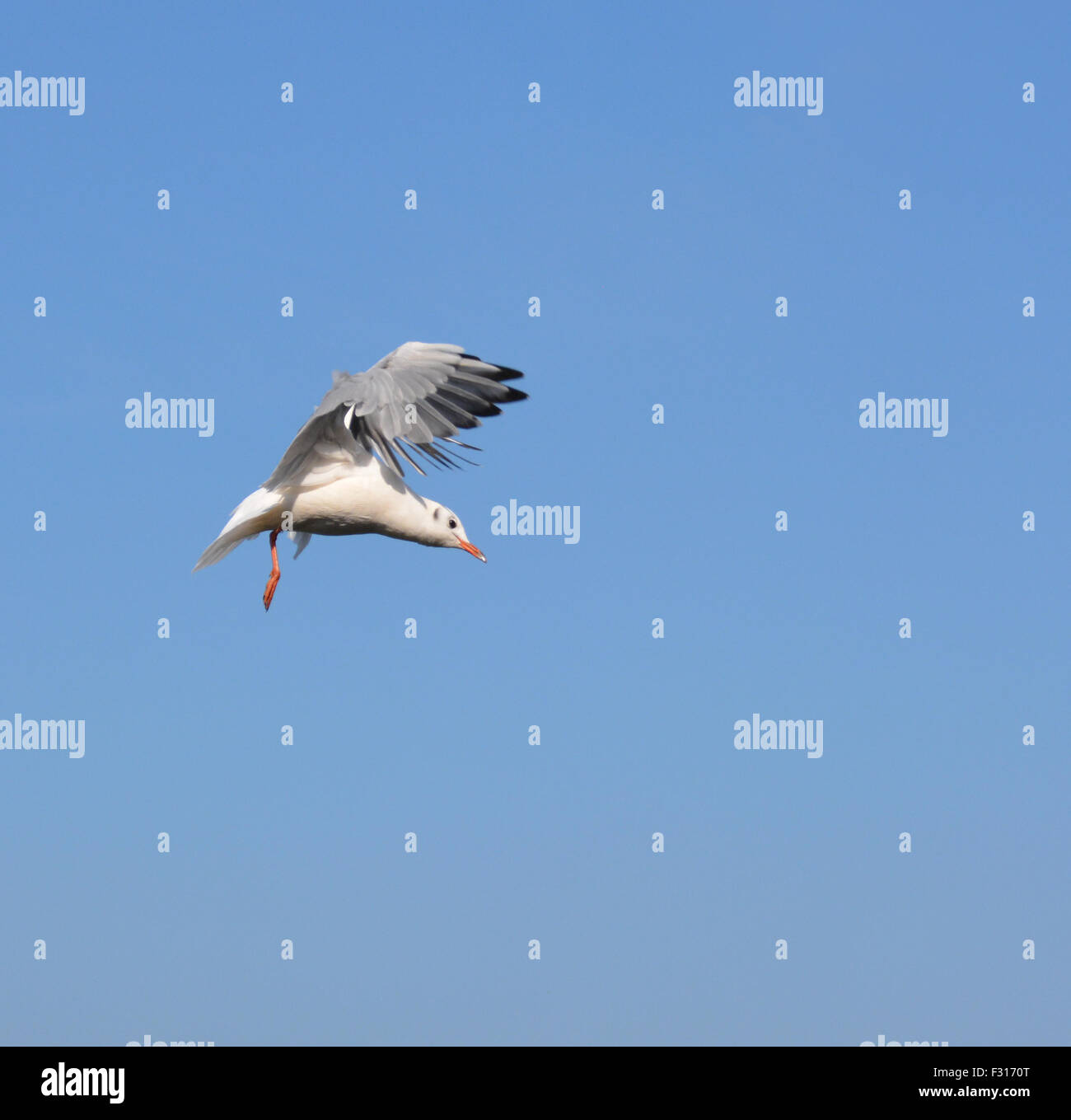 Seagull contro big blue sky Foto Stock