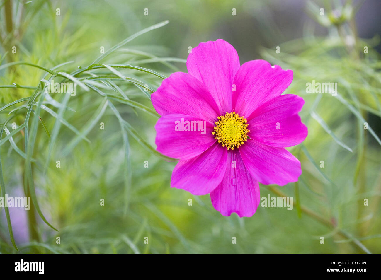 Rosa Magenta Cosmos bipinnatus fiore. Foto Stock