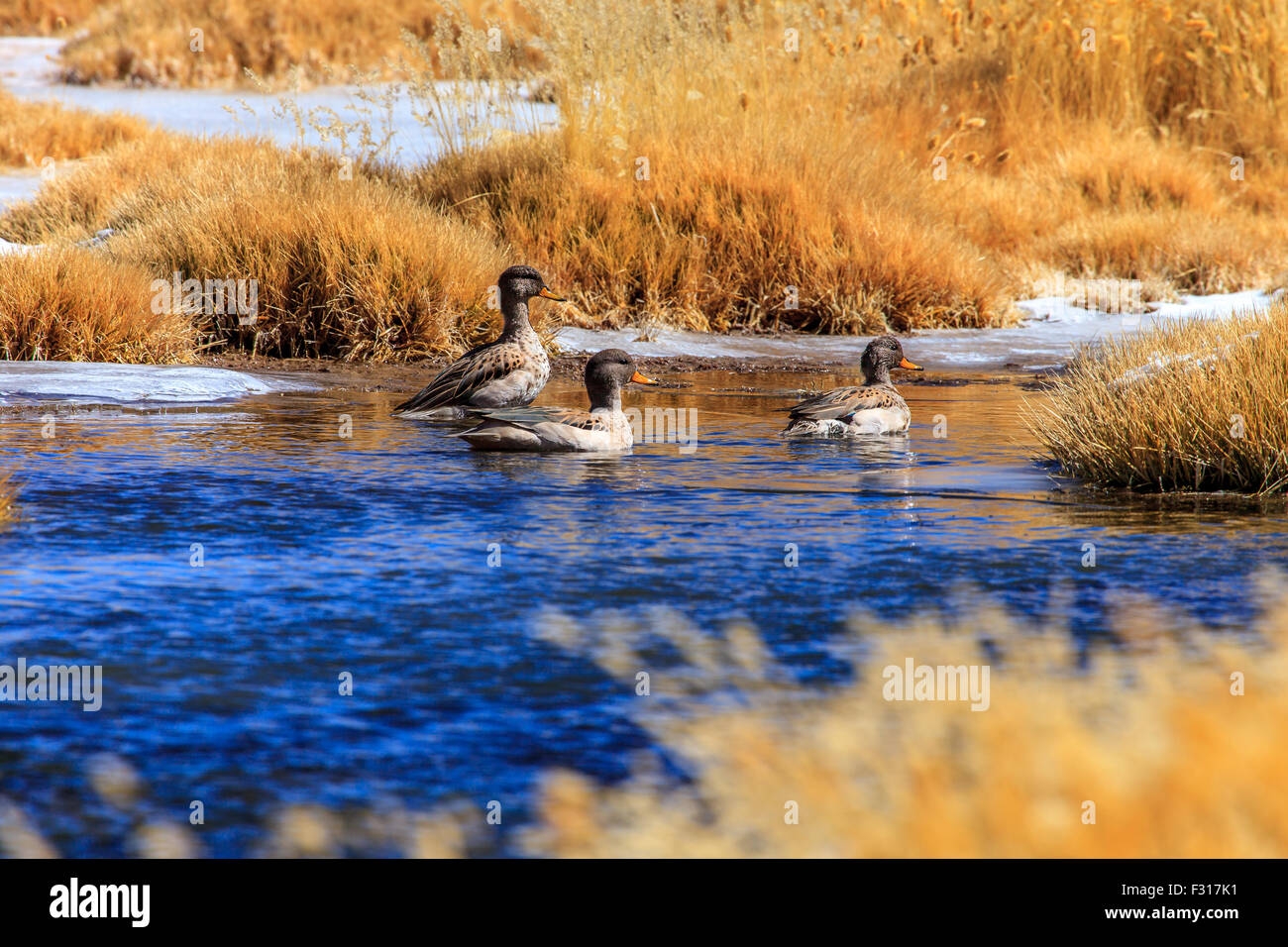 Chiazzato Teal (Anas flavirostris) Foto Stock