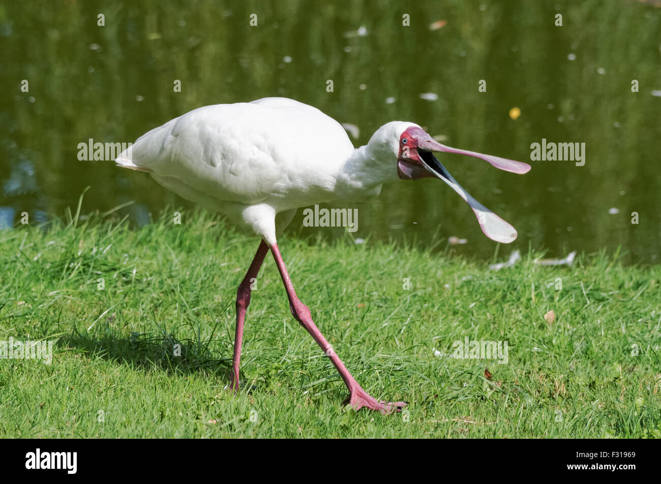 Cucchiaio africano, Platalea alba Foto Stock