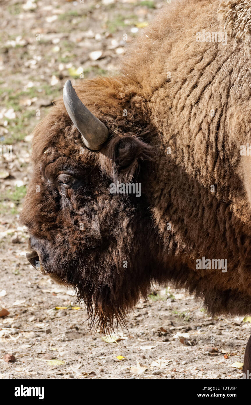 Il bisonte europeo (Bison bonasus) presso lo Zoo di Varsavia, Polonia Foto Stock