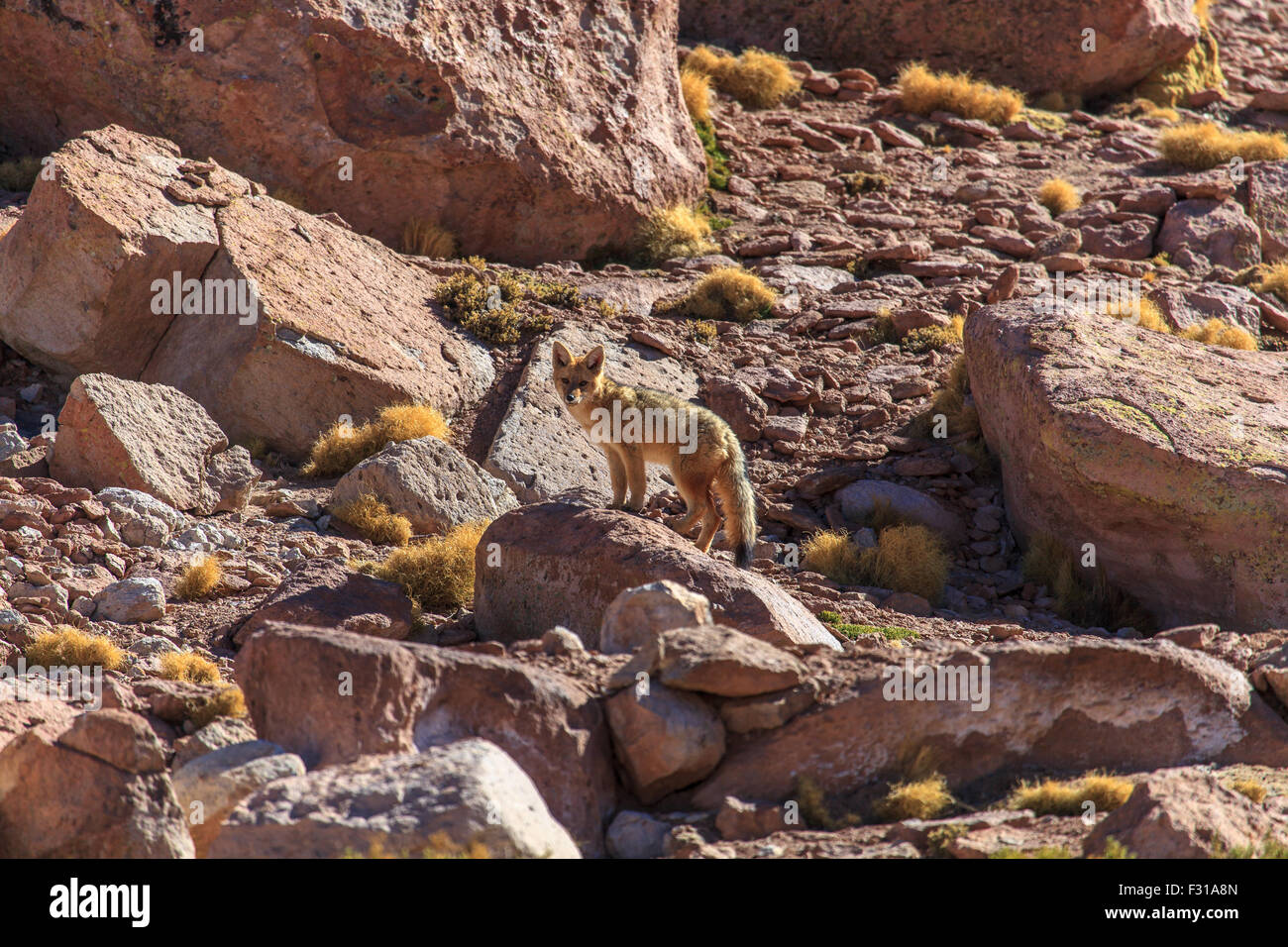 Culpeo (volpe andina - Lycalopex culpaeus) Foto Stock