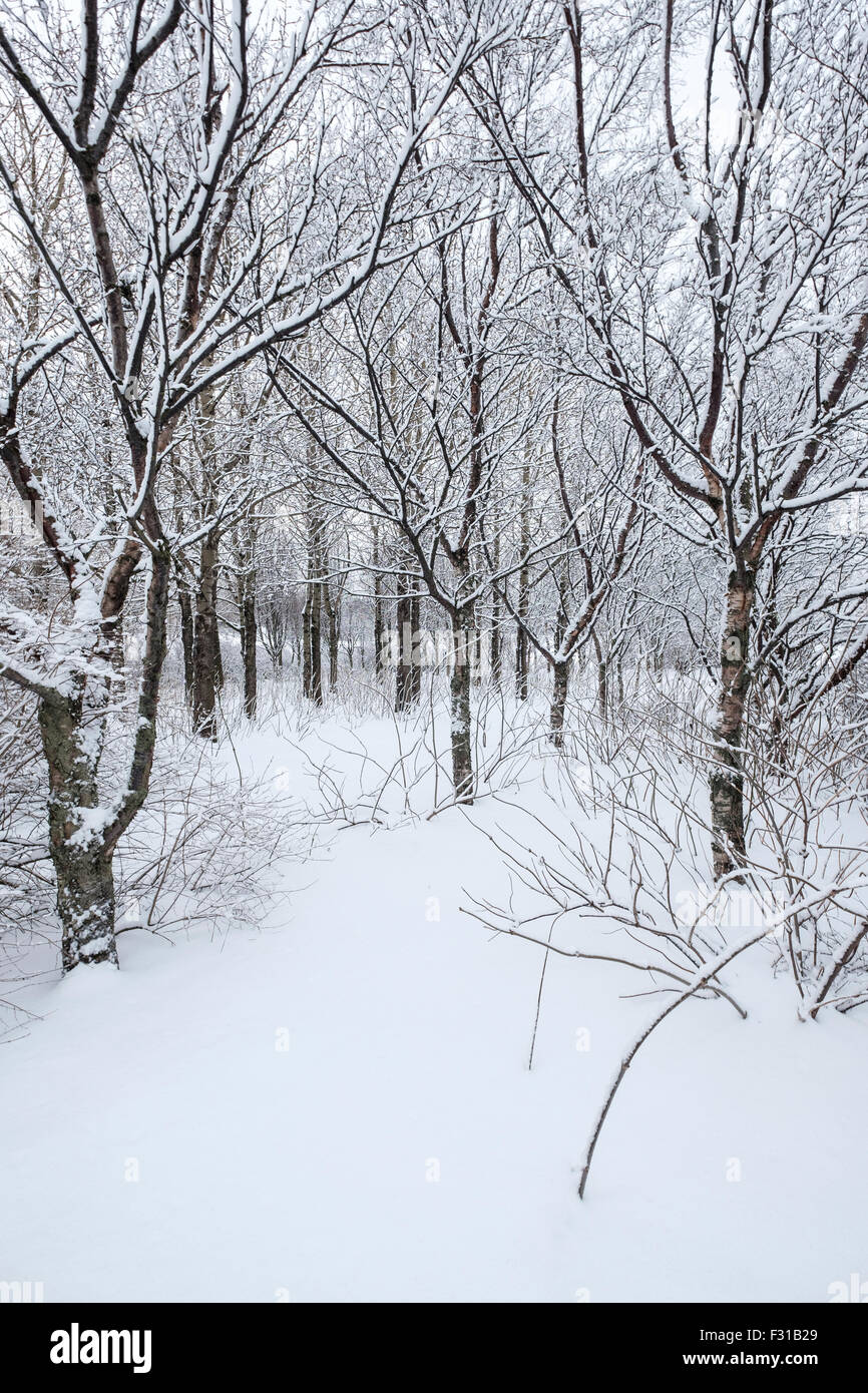 Bella giornata invernale nella foresta dopo una nevicata fresca Foto Stock